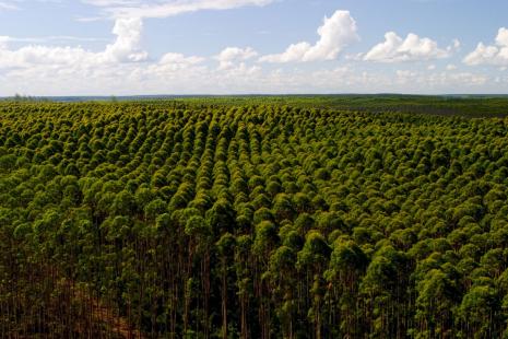 Eucalipto representa 70% da rea de florestas comerciais do Brasil
