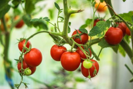 Sistema Tomatec produz o fruto sem agrotxicos e de maneira sustentvel