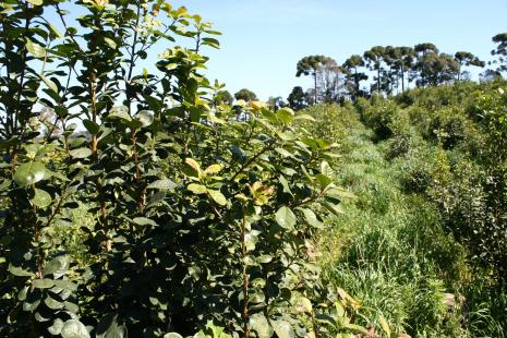 Em 10 anos, Rio Grande do Sul perdeu nove mil hectares de ervais.