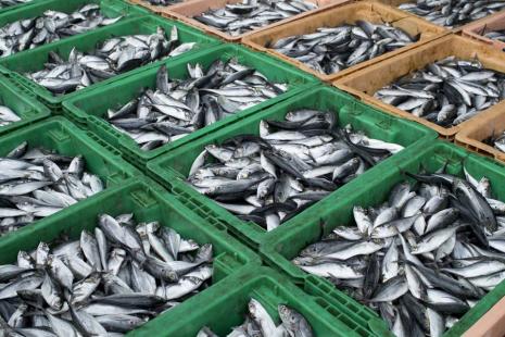 Plano destinado  pesca tem o objetivo de elevar a produo para 2 milhes de toneladas por ano
