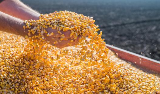 Produção de milho deverá ser recorde no Brasil em 2017