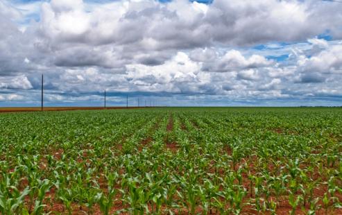 Brasil  destaque no cultivo de transgnicos Foto: Aprosoja