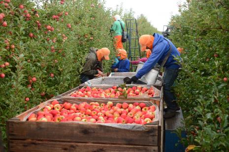 Cooperativas agropecurias ganham cada vez mais espao no mercado Foto: Fernando Dias