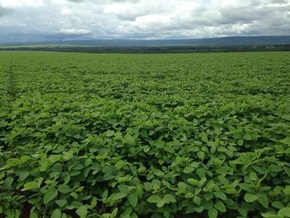 Investimentos em gerenciamento e tecnologia podem contribuir para elevar a produo agropecuria