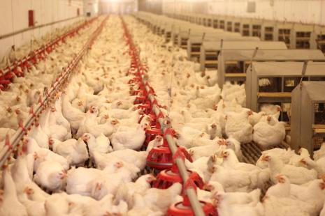Principal insumo utilizado na alimentao animal, preo do milho subiu 53% em agosto