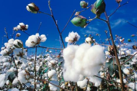 Dificuldade de acesso ao crdito e aumento no custo de produo devem impactar no cultivo de algodo (Foto: S2Publicom)