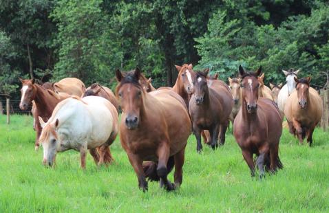 MS se destaca na criao de cavalo crioulo com 2,62 mil animais (Foto: Divulgao)