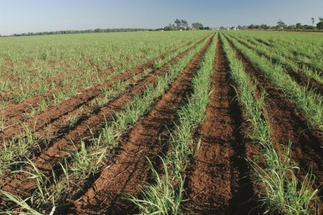 Uso de gua tratada na lavoura pode economizar uso de fertilizantes na lavoura