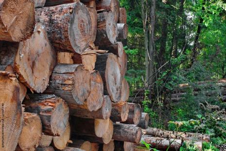 Produtos florestais brasileiras seguem aquecidas