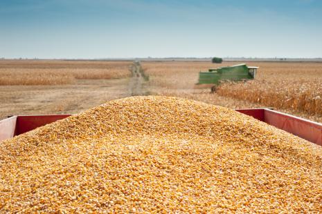 Produo de milho se recuperou em Mato Grosso do Sul em 2017