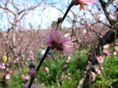 Abelha na flor de pssego. Foto de Cleuza Noal Brutti