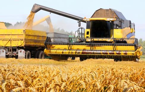 Elevao nos preos do trigo faz com que produtores elevem rea de plantio no RS