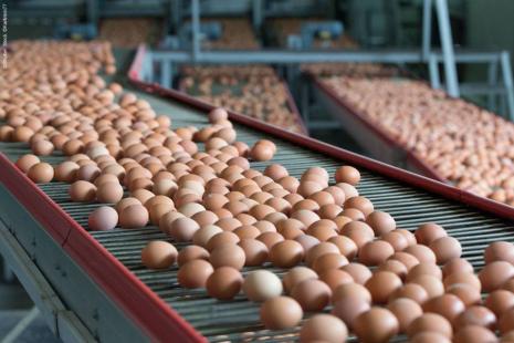 Brasil enviou 1,449 mil toneladas de ovos para o exterior em maro