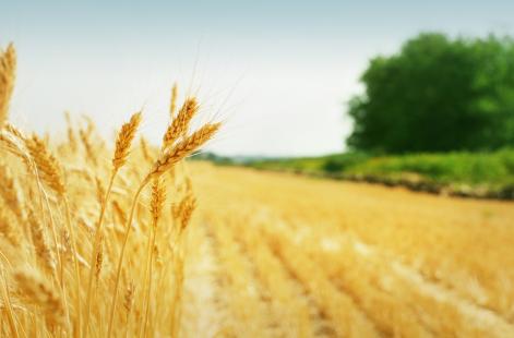 Trigo  prejudicado pelo excesso de guas no RS