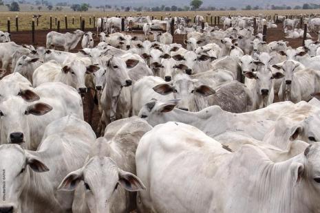 Maior descarte de fmeas impulsionou abate de bovinos em MT