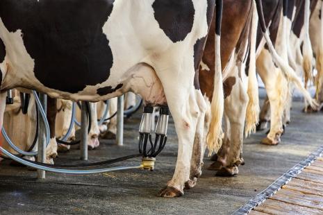 Expectativa é de crescimento na produção de leite nos estados da Região Sul