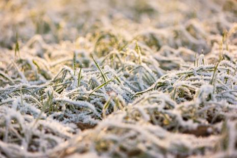 Com a chegada do frio, lavouras do Sul podem sofrer com ocorrncia de geadas