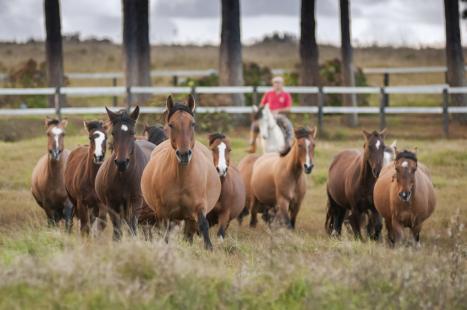 Para especialista, existem falhas na fiscalizao de divisas que permitem a circulao de cavalos doentes