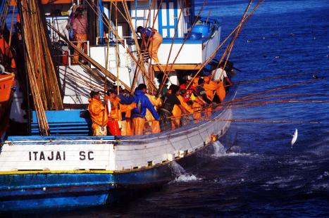 Santa Catarina  o maior produtor nacional de pescado marinho Foto: Sindipi