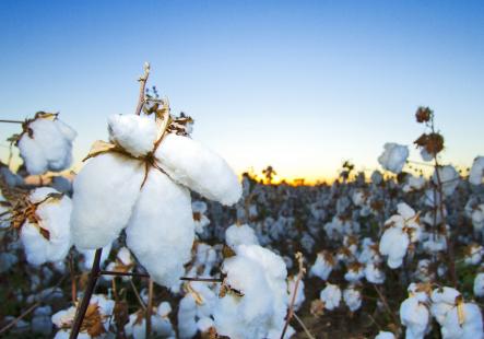 Frio afeta produo de algodo no Centro-Oeste
