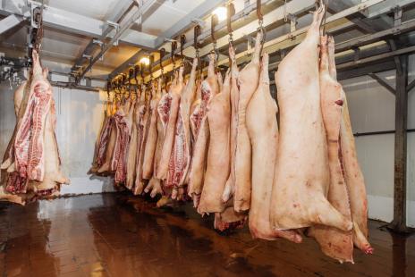 Paran deve inaugurar em breve o maior frigorfico de abates de sunos da Amrica Latina