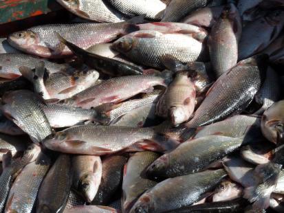 Pescadores devem renovar a licena para continuarem a receber os benefcios da categoria