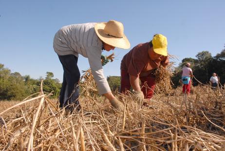 Pronaf j disponibilizou R$ 16,6 bilhes em emprstimos para agricultores familiares