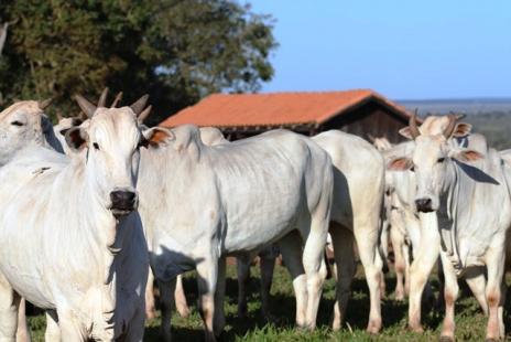 Estudo revela que 40% das empresas de alimentos no fornecem informaes sobre bem-estar animal