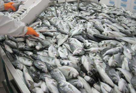 Brasil produziu mais de 640 mil toneladas de peixes em 2016