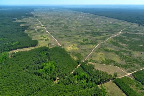 Maranho foi o estado que mais reduziu o desmatamento em reas da Amaznia Legal