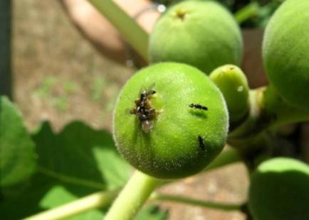 Polinizao da fruta com uso da vespinha produz sementes dentro da fruta (Foto: Larissa Elias)