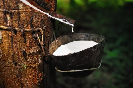 Alta no preo internacional da borracha fez muitos produtores abandonaram a atividade