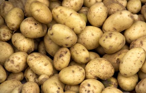 Ataque da mosca branca preocupa produtores de batata