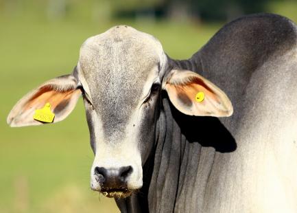 A Coplacana trabalha com confinamento de bois e utiliza a pecuria intensiva em sinergia com a produo de cana-de-acar e biodiesel. 