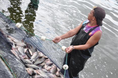 Restries vm limitando a pesca extrativista no Brasil (Foto: Embrapa)