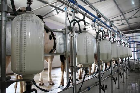 Para especialista, mais da metade das fazendas apresenta qualidade inferior na produo do leite