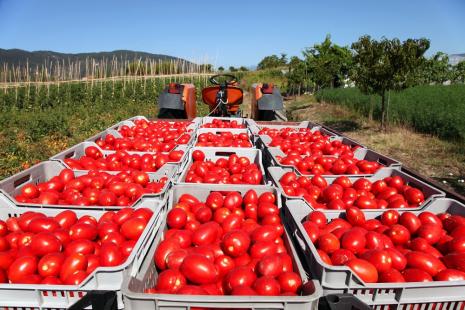 Tomate enfrenta uma das maiores desvalorizações da história