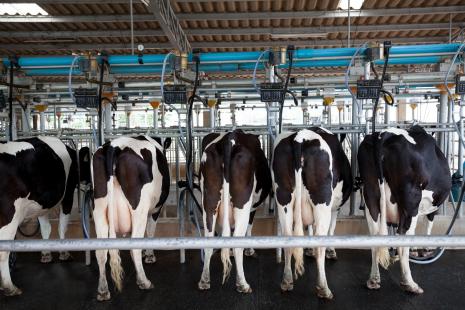 Importaes de leite do Uruguai preocupam produtores brasileiros