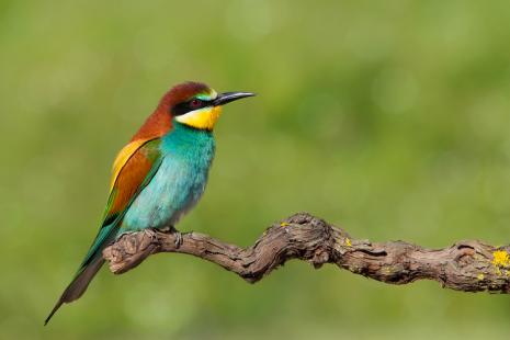 Aberalhucos