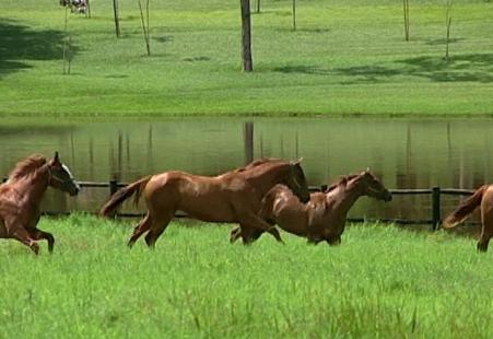 Mormo  uma doena infecciosa que pode ser transmitida do equino para o homem. Imagem reproduo Canal Rural