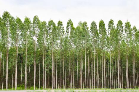 Biomassa de rvore se torna opo para gerao de energia eltrica