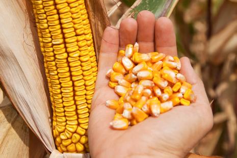 Projeto pode alterar rotulagem dos alimentos transgnicos