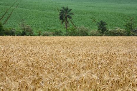 Trigo perdeu espao para o milho nas lavouras do Rio Grande do Sul (Foto: Fernando Dias)