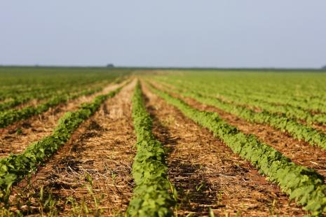 Melhora nos preos incentiva plantio de milho em MT