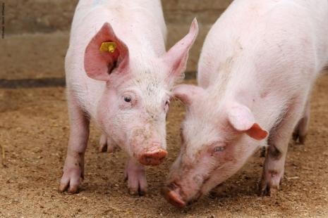 Brasil aumentou faturamento com exportaes de carne suna