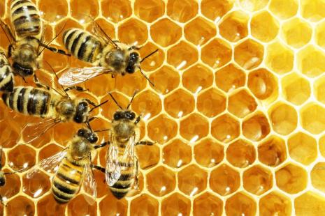 Produtividade do mel em Santa Catarina supera a mdia nacional, com 25 quilos por colmeia
